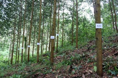 Công nghệ sinh học thúc đẩy ngành lâm nghiệp phát triển vượt bậc