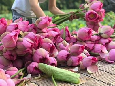 Bảo tồn sen hồ Tây bằng công nghệ nuôi cấy mô tế bào