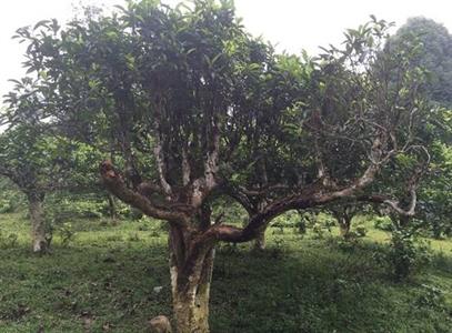 Dùng công nghệ nhận diện chất quý trong chè Shan