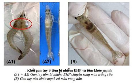 Nghiên cứu bệnh do vi bào tử trùng gây ra trên tôm nuôi nước lợ