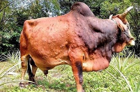 Viêm da nổi cục – Bệnh mới nổi và diễn biến phức tạp trên trâu bò