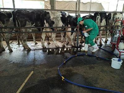 Ba ngày tại các trang trại bò sữa vinamlik