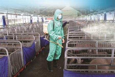 Các biện pháp chống nắng nóng và biến đổi khí hậu thất thường cho gia súc, gia cầm