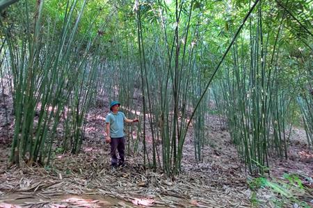 Cây vầu mở hướng thoát nghèo xã vùng biên