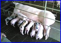 Tám giải pháp hữu ích để thay thế kháng sinh