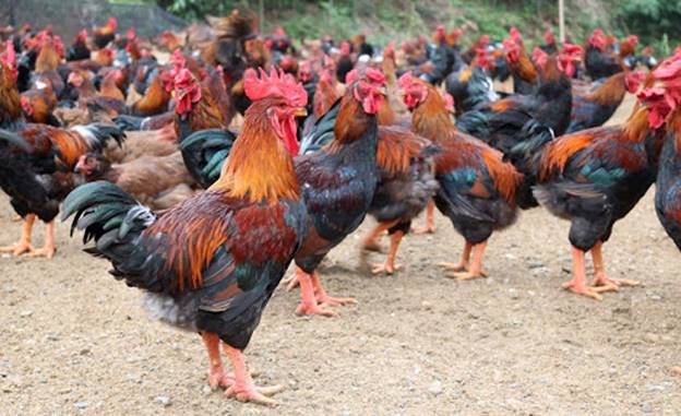 Một số giống gà bản địa ở các địa phương