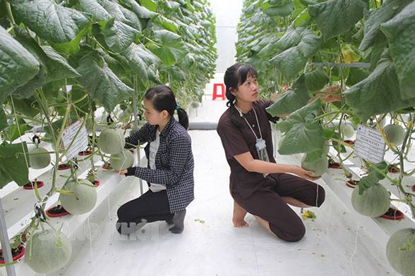 Ra mắt CLB Khối đào tạo Nông nghiệp, Lâm nghiệp, Thủy sản trực thuộc Hiệp hội