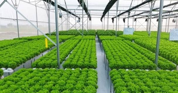 Thách thức và tiềm năng ngành nông nghiệp công nghệ cao Agritech ở Việt Nam