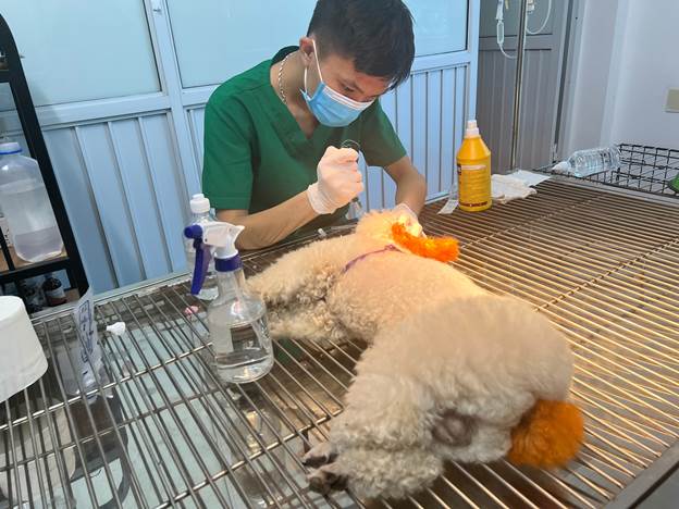 Ngành bác sỹ thú cưng và nhu cầu tuyển dụng