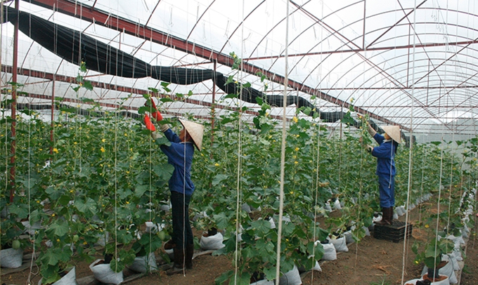 Phát triển nông nghiệp ứng dụng công nghệ cao