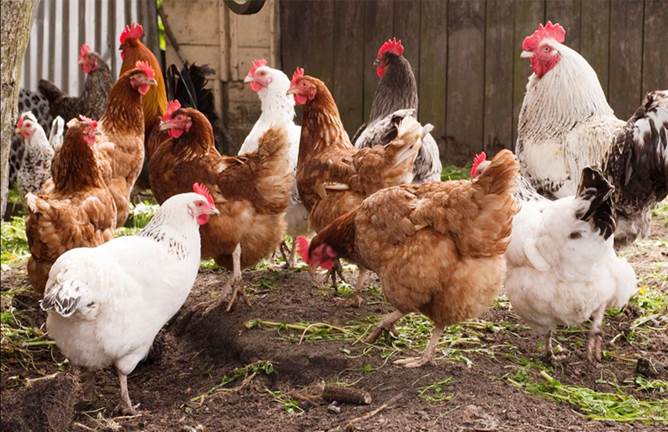 Chăm sóc gia súc, gia cầm thời điểm giao mùa