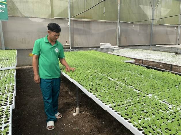 Nhiều ưu điểm khi ươm giống rau trong nhà màng