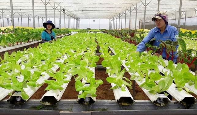 Nông nghiệp công nghệ cao – giải pháp tối ưu phát triển bền vững ngành Nông nghiệp