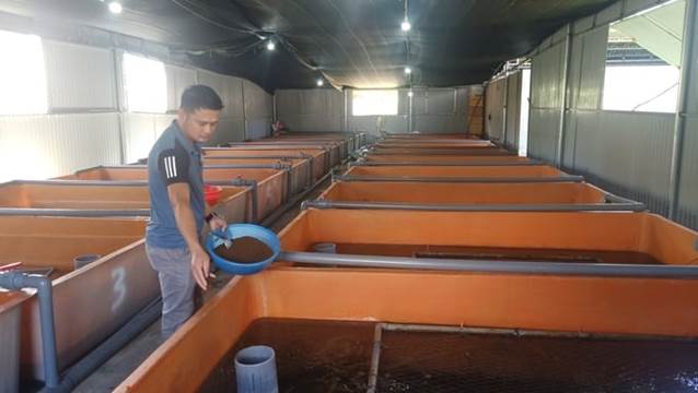 Nuôi lươn trong bể composite, thành công bất ngờ