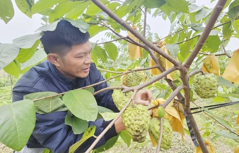 Canh tác ‘không làm phiền đất’ trên vùng cát bạc màu