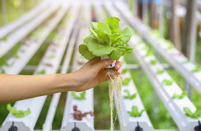 Nông nghiệp công nghệ cao – Lựa chọn thông minh và đúng đắn