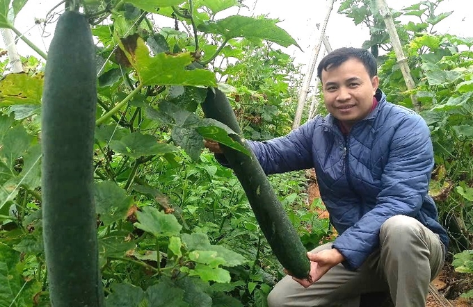 Trồng bí xanh VietGAP trên đất cát, năng suất 55 – 60 tấn/ha