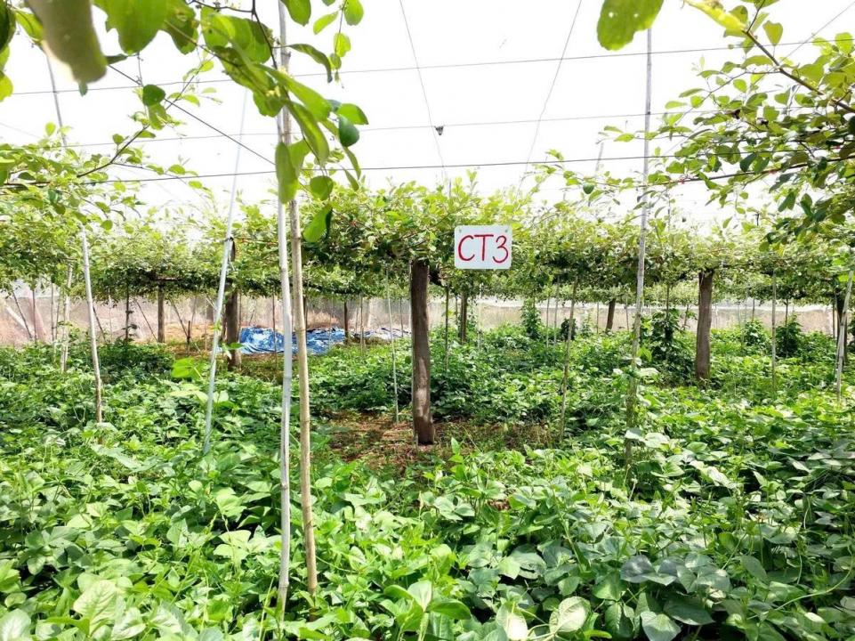 Quản lý cỏ dại bằng cây đậu đen: Giải pháp bền vững cho vườn táo