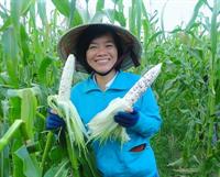 Bắp nếp tím ngọt 099