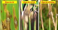 Bệnh đạo ôn hại lúa