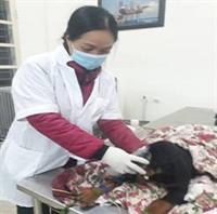 Bệnh đường hô hấp ở chó