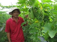 Bí đao chanh được thị trường ưa chuộng
