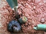 Biện pháp phòng trừ sâu xám hại rau