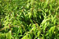 Cây thuốc kỳ diệu: Cây “Hoàn ngọc” hay “Nhật nguyệt”