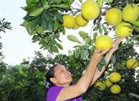 Chăm bón bưởi Diễn sau thu hoạch
