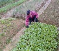 Chăm sóc rau màu sau mưa lớn