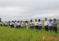 Chọn tạo thành công giống lúa thuần SL9