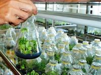 Công nghệ nano trong việc cải tiến năng suất nông nghiệp
