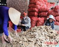 Gừng Nghệ An có thể xuất khẩu sang Nhật