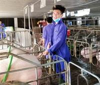 Học đi đôi với hành: rèn kiến thức – vững tay nghề cho sinh viên ngành chăn nuôi thú y