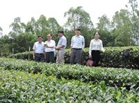 KIỂM TRA TIẾN ĐỘ THỰC HIỆN ĐỀ TÀI “NGHIÊN CỨU XÂY DỰNG QUY TRÌNH PHÂN BÓN HỢP LÝ CHO CÂY CHÈ TẠI NGHỆ AN”