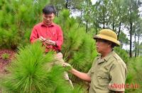 Ngăn chặn sâu róm phá hại rừng thông