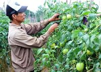 Quy trình kỹ thuật SX cà chua an toàn