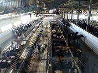 Sinh viên THÚ Y tham quan thực tế Công ty sữa TH true milk