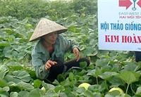 Thâm canh dưa lê xuân hè