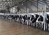 Tham quan thực tế, chia sẻ kinh nghiệm trong chăn nuôi bò sữa công nghệ cao/ 4.0