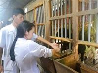 Trải nghiệm, học tập ngoại khóa tại Ba Vì của sinh viên đại học Thú y khóa 4 và khóa 5
