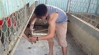 Triển khai tiêm phòng vắc xin tai xanh cho đàn lợn tại trung tâm thực nghiệm Trường đại học kinh tế nghệ an