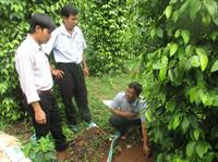 Tự chế thuốc trị bệnh vàng lá, thối rễ cây tiêu