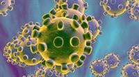 Virus corona: Nỗi lo đại dịch trên người và vai trò của ngành thú y!