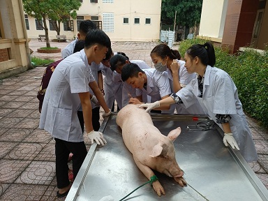 Bộ môn Chăn nuôi – Thú y