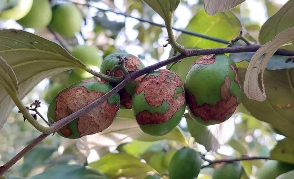 Chú trọng biện pháp sinh học phòng trừ sâu róm hại táo