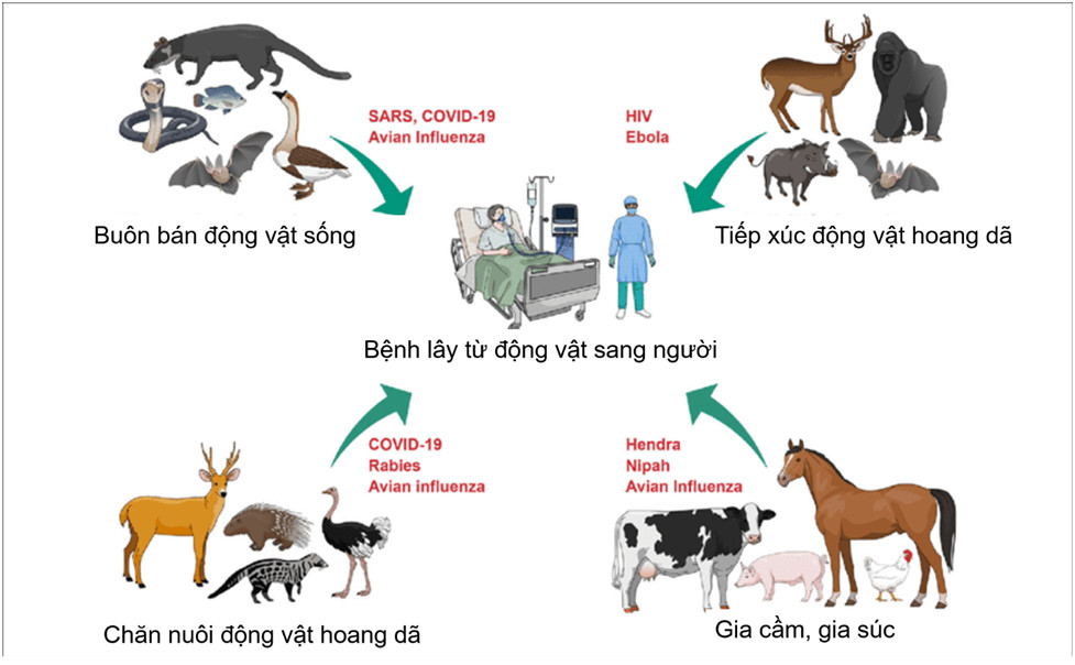 Định hướng phát triển ngành thú y trong thời gian tới: Cơ hội chuyển mình
