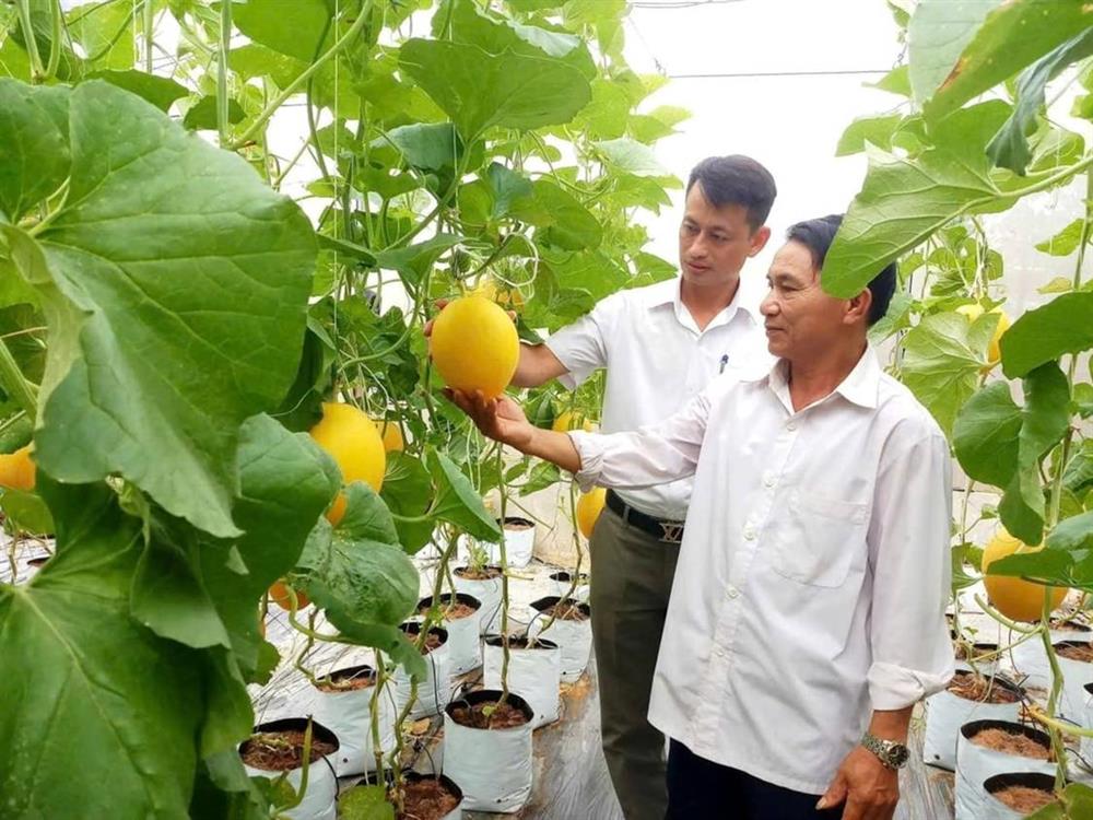 Hợp tác xã công nghệ cao – đòn bẩy nâng tầm nông nghiệp Nghệ An