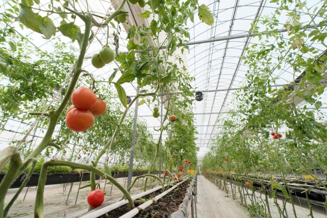 Nông trại thông minh: Hướng đi mới trong hợp tác Việt Nam – Hàn Quốc