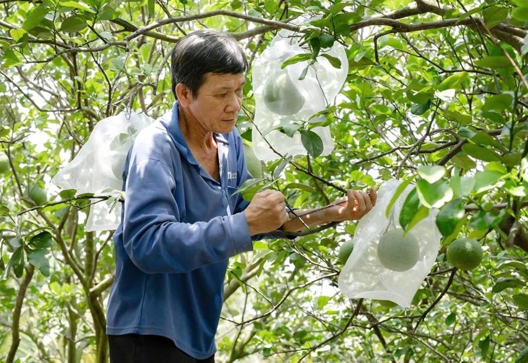 Quản lý mã số vùng trồng, cơ sở đóng gói đi vào thực chất